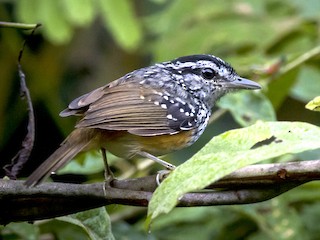  - Peruvian Warbling-Antbird