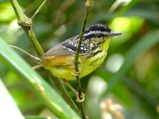  - Yellow-breasted Warbling-Antbird