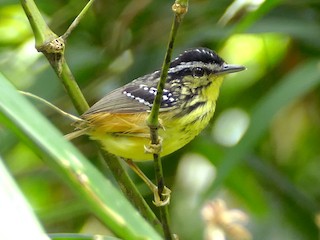 Adult male - Peter Kaestner - ML165119071