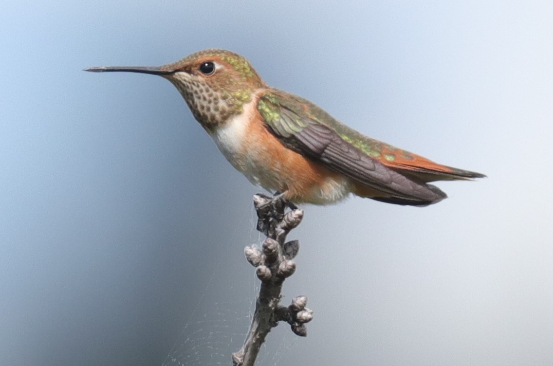 Rufous Hummingbird - Warren Cronan