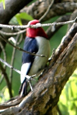Red-headed Woodpecker - ML165120181
