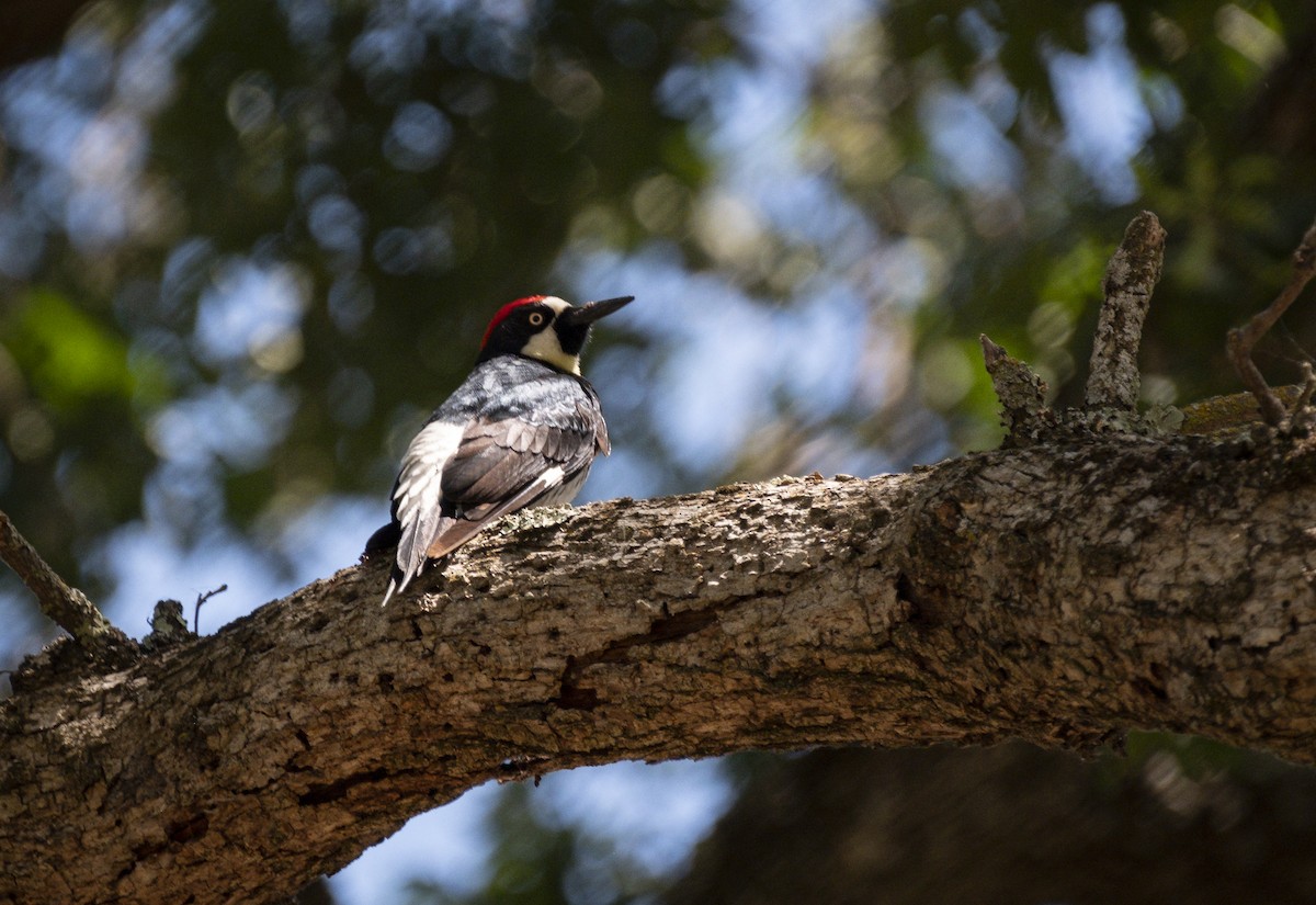 Acorn Woodpecker - ML165121281