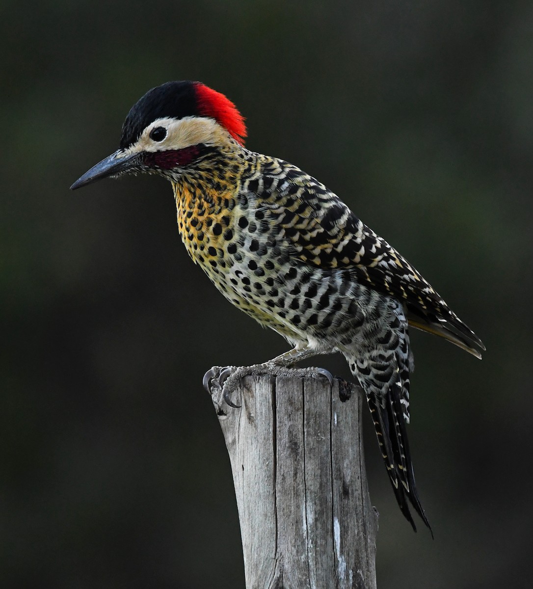 Green-barred Woodpecker - Ricardo  Matus