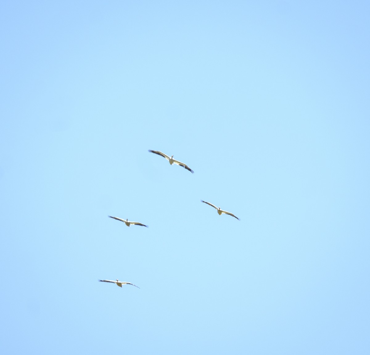 pelikán severoamerický - ML165123301