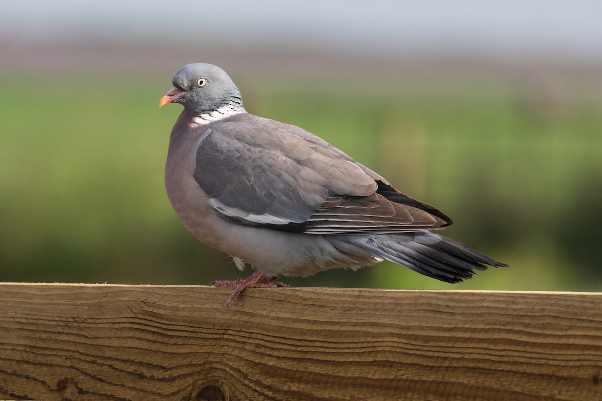 Common Wood-Pigeon (White-necked) - ML165123671