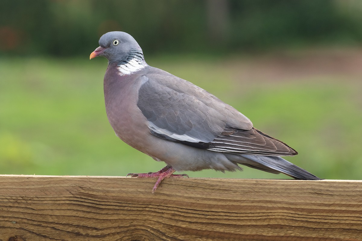 Common Wood-Pigeon (White-necked) - James Kennerley
