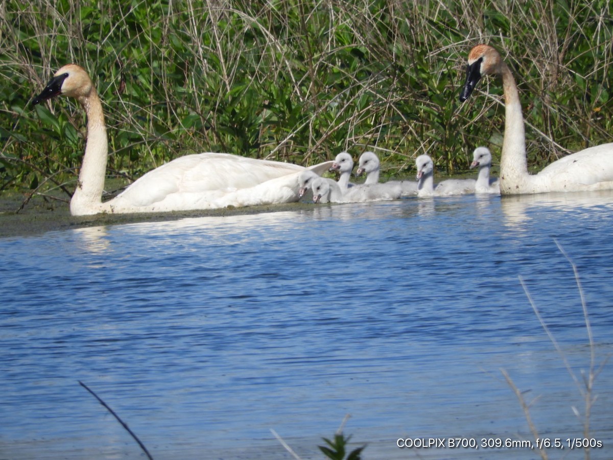 Trumpeter Swan - Sandy and Randy Reed