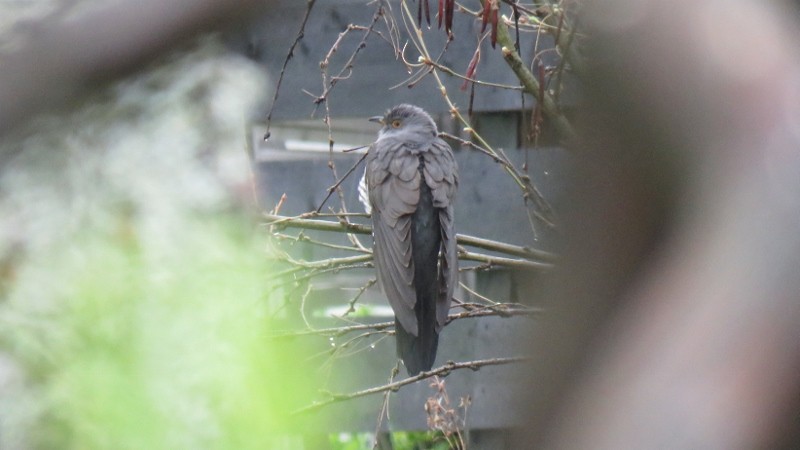 Common Cuckoo - Manu Santa-Cruz