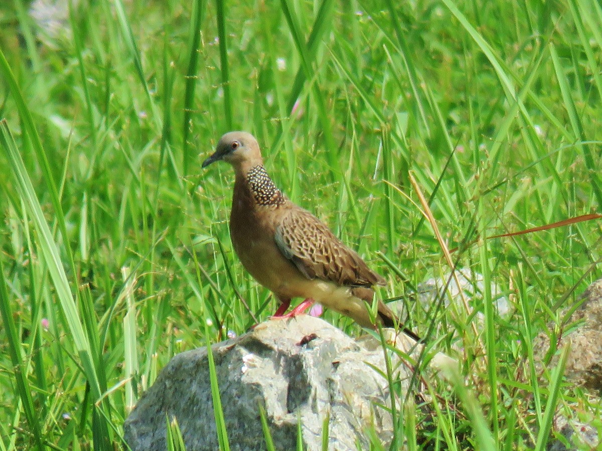 Spotted Dove - Thomas Gibson