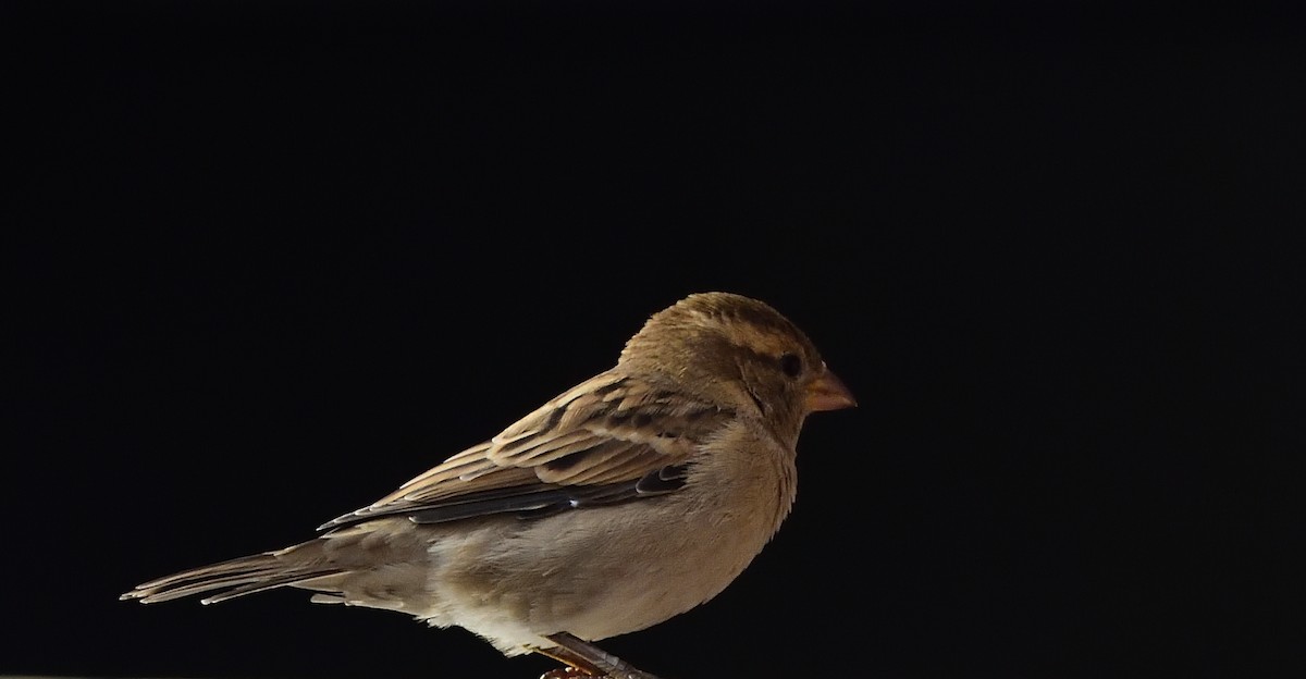 House Sparrow - Kiron Vijay