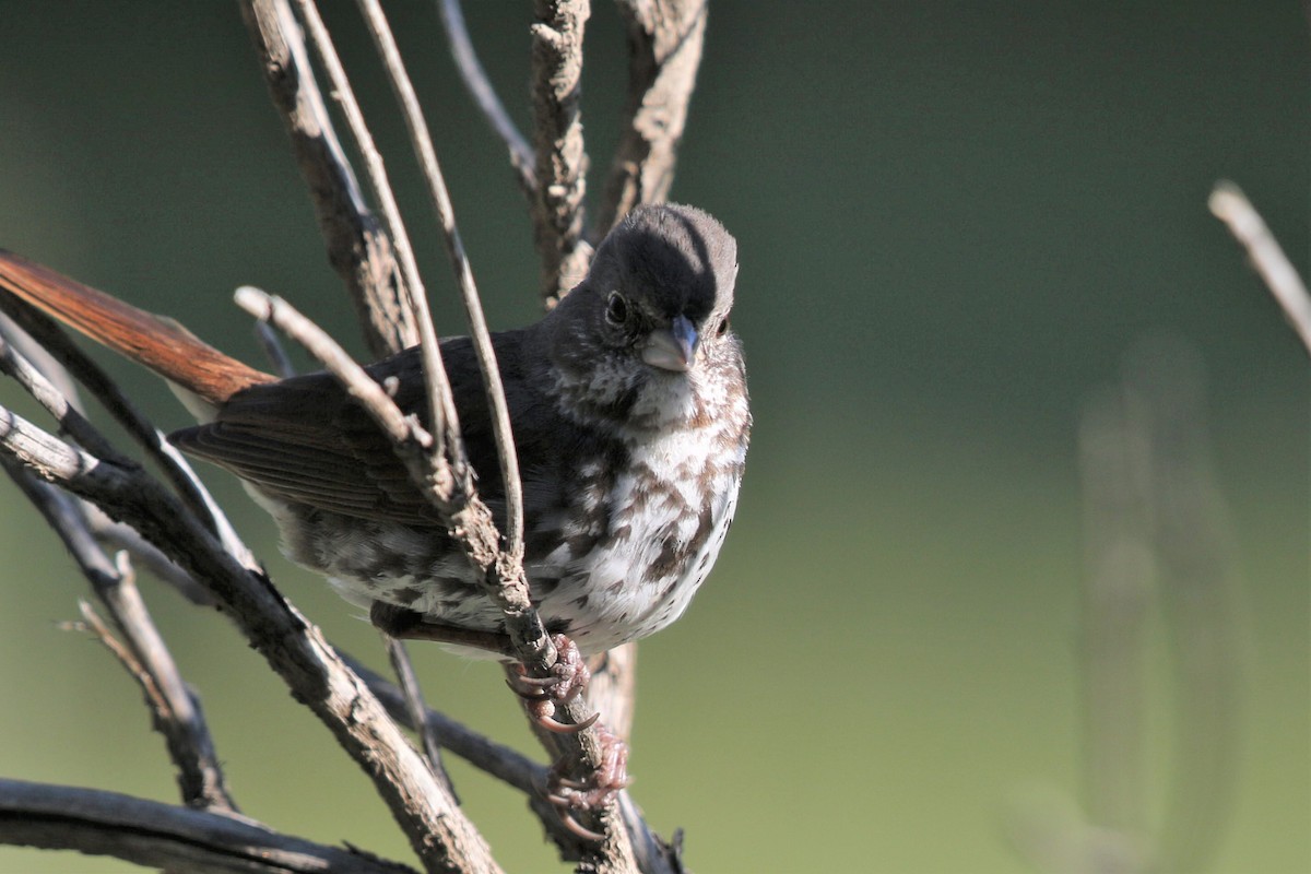Fox Sparrow (Slate-colored) - ML165146931