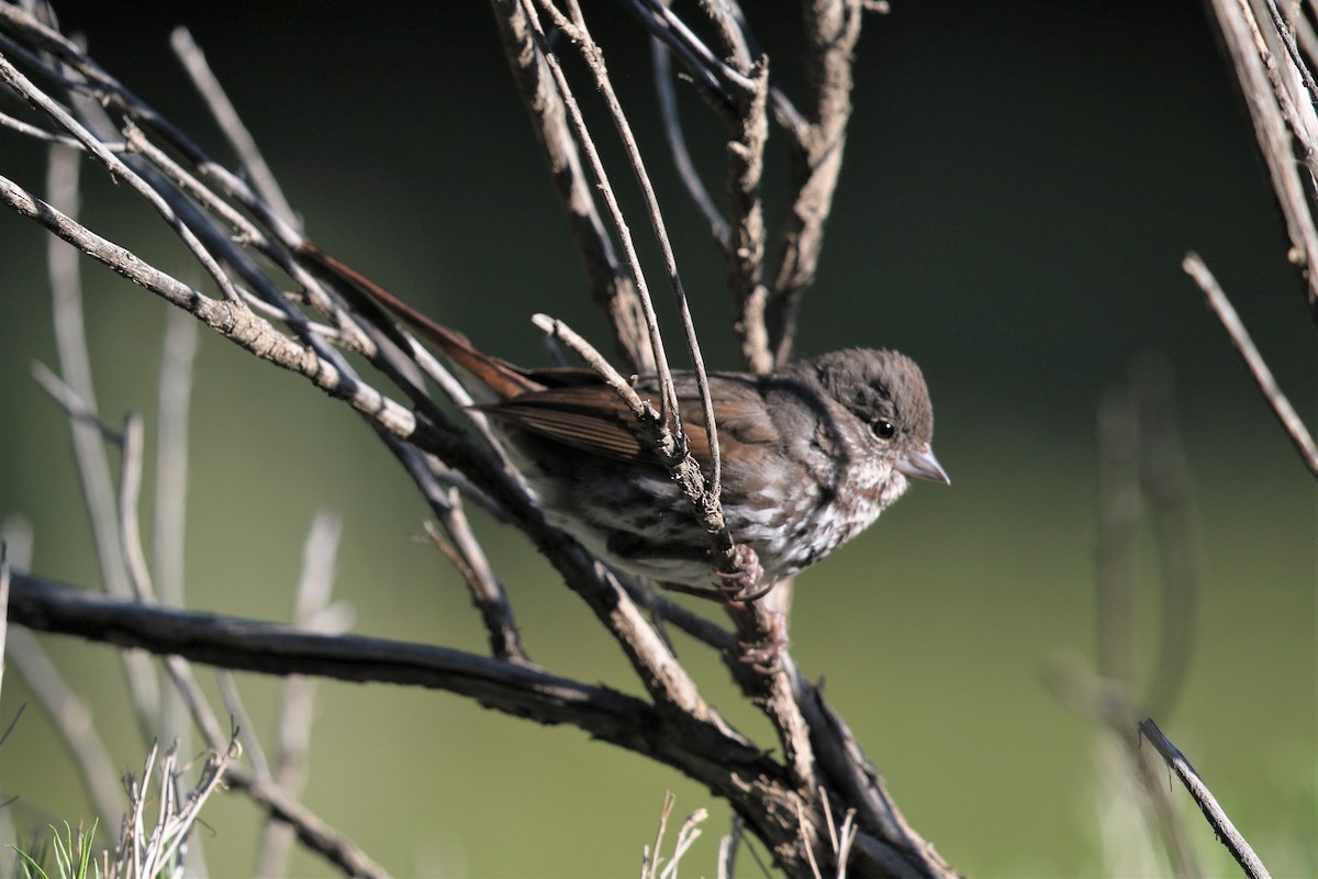 Fox Sparrow (Slate-colored) - ML165146941