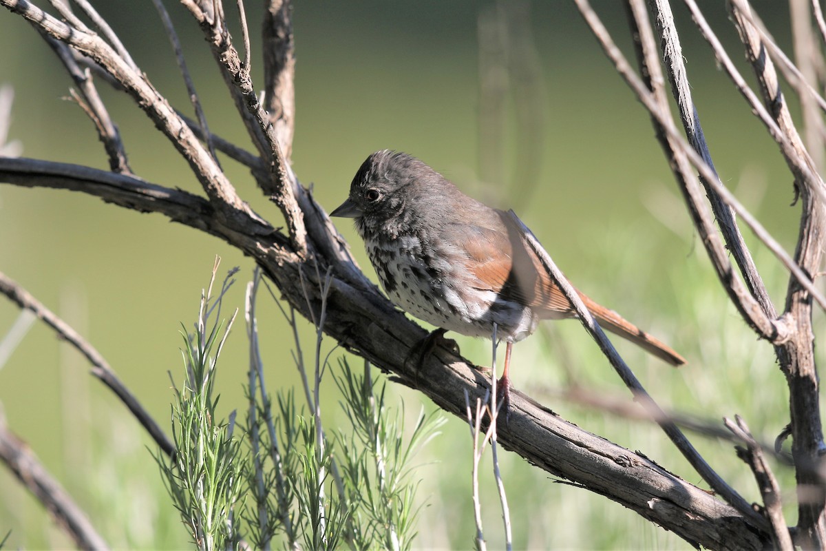 Fox Sparrow (Slate-colored) - ML165146951