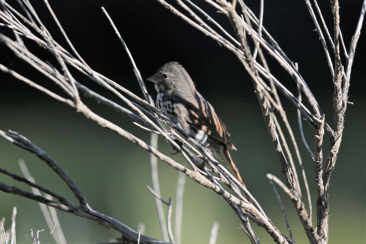 Fox Sparrow (Slate-colored) - ML165147001