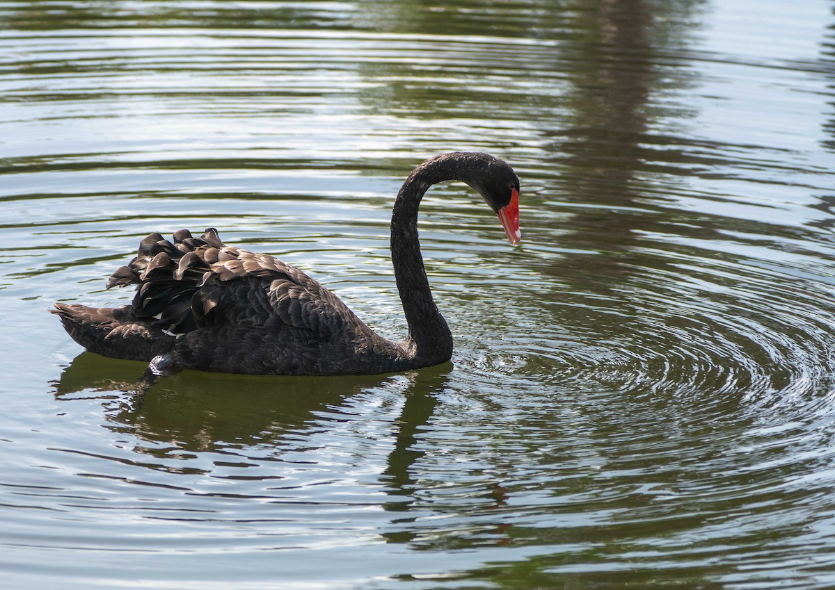 Black Swan - ML165152781