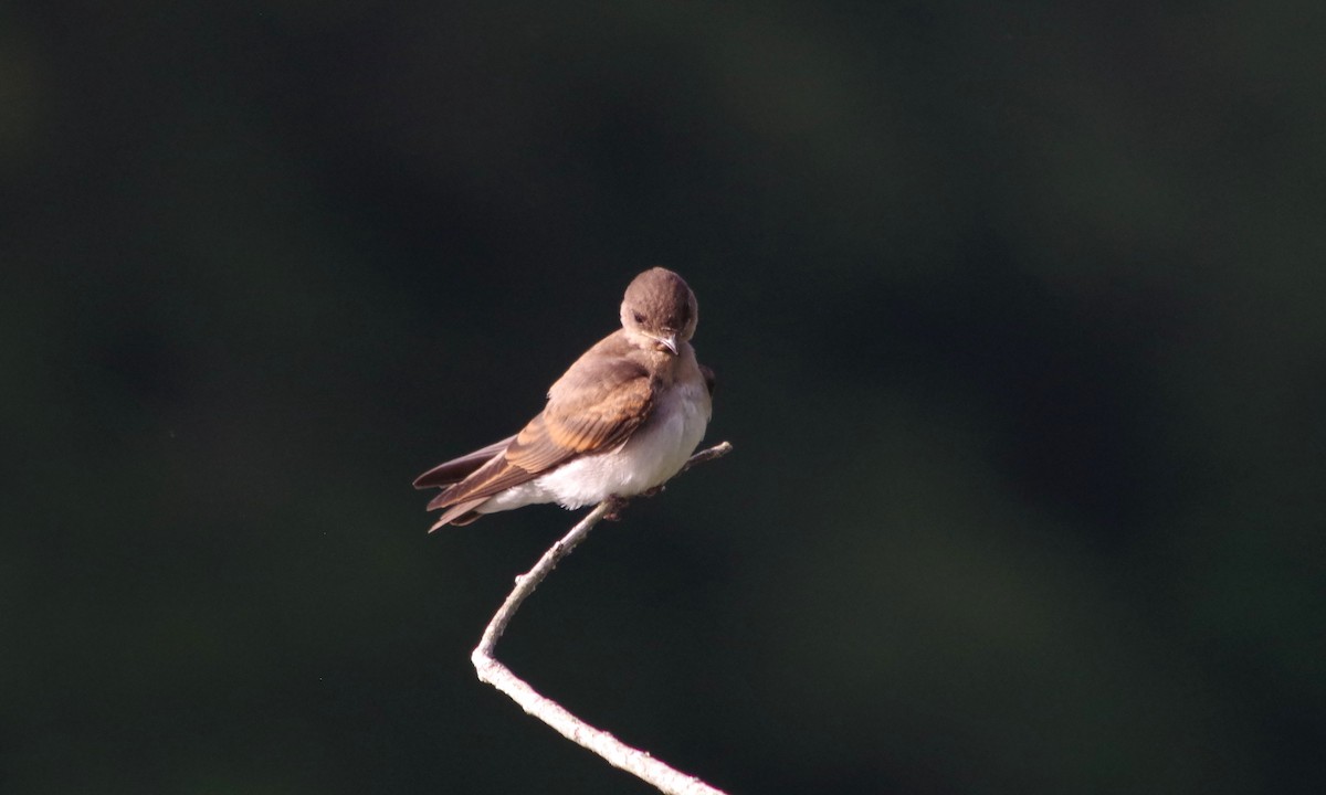 Northern Rough-winged Swallow - J D