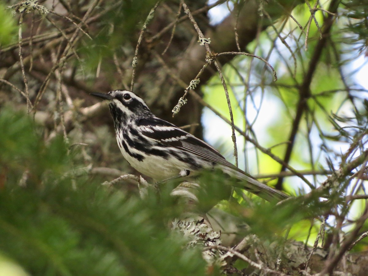 Black-and-white Warbler - ML165157041
