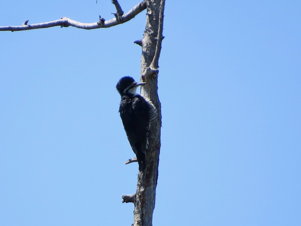 Black-backed Woodpecker - ML165158471