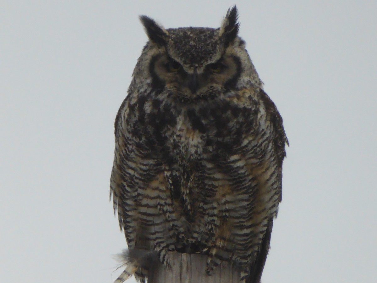Great Horned Owl - Michelle Sopoliga