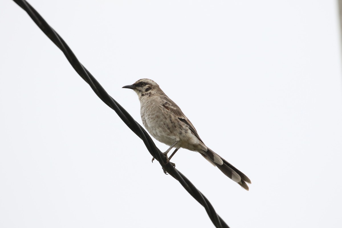 Long-tailed Mockingbird - Ricardo Guerra