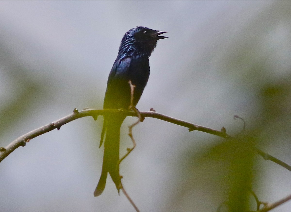 Bronzed Drongo - Don Roberson
