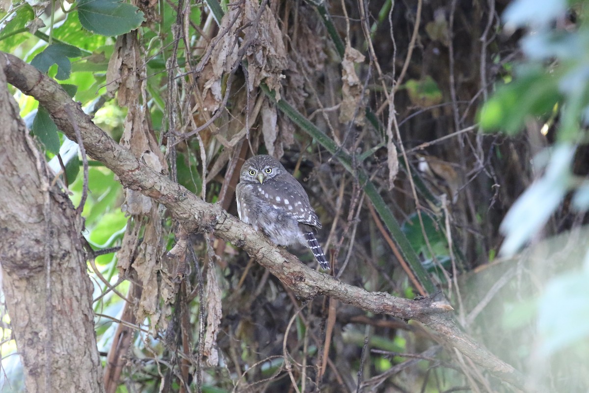 Peruvian Pygmy-Owl - Ricardo Guerra