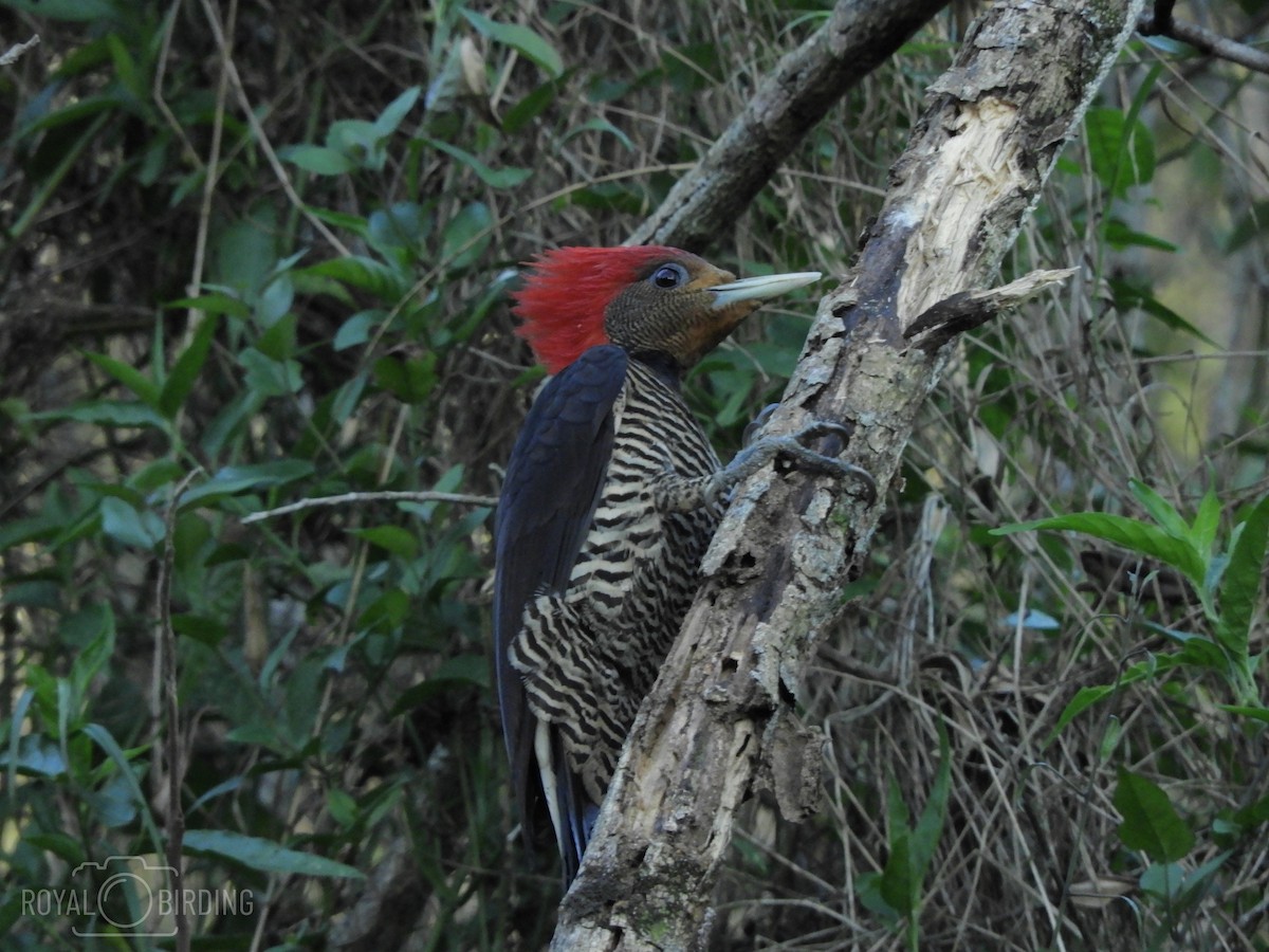 Helmeted Woodpecker - ML165171451