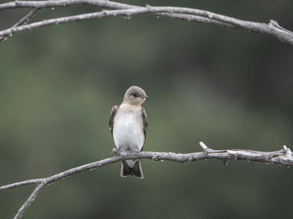 Northern Rough-winged Swallow - Glenn Kincaid