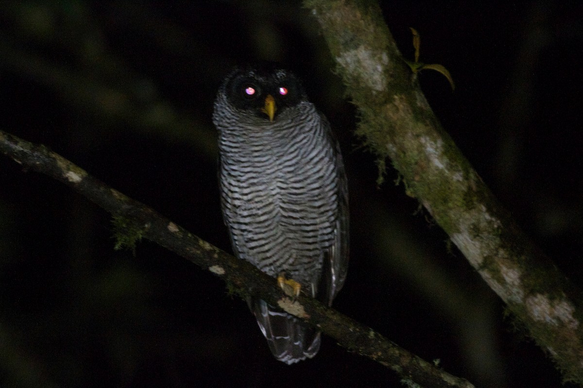 Black-and-white Owl - Gary Brunvoll