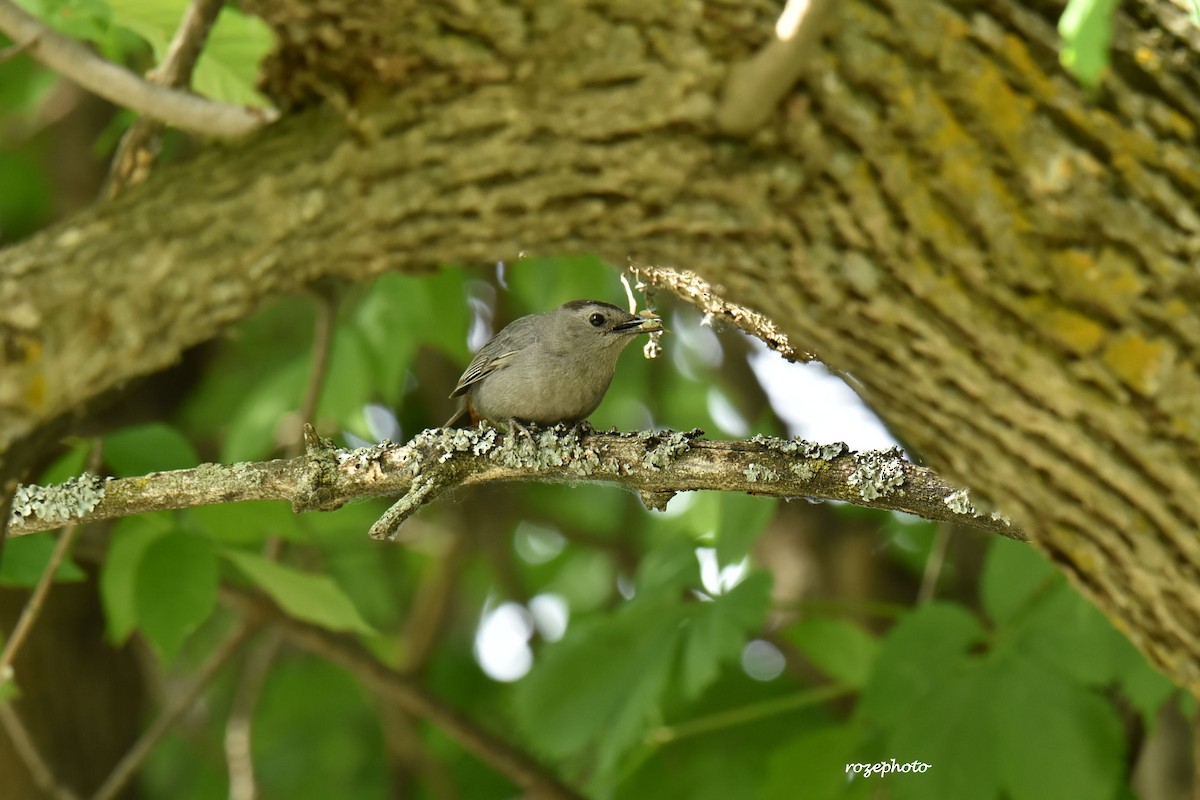 Gray Catbird - france dallaire