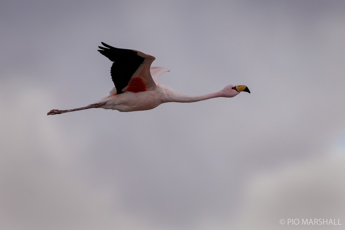 James's Flamingo - ML165179041