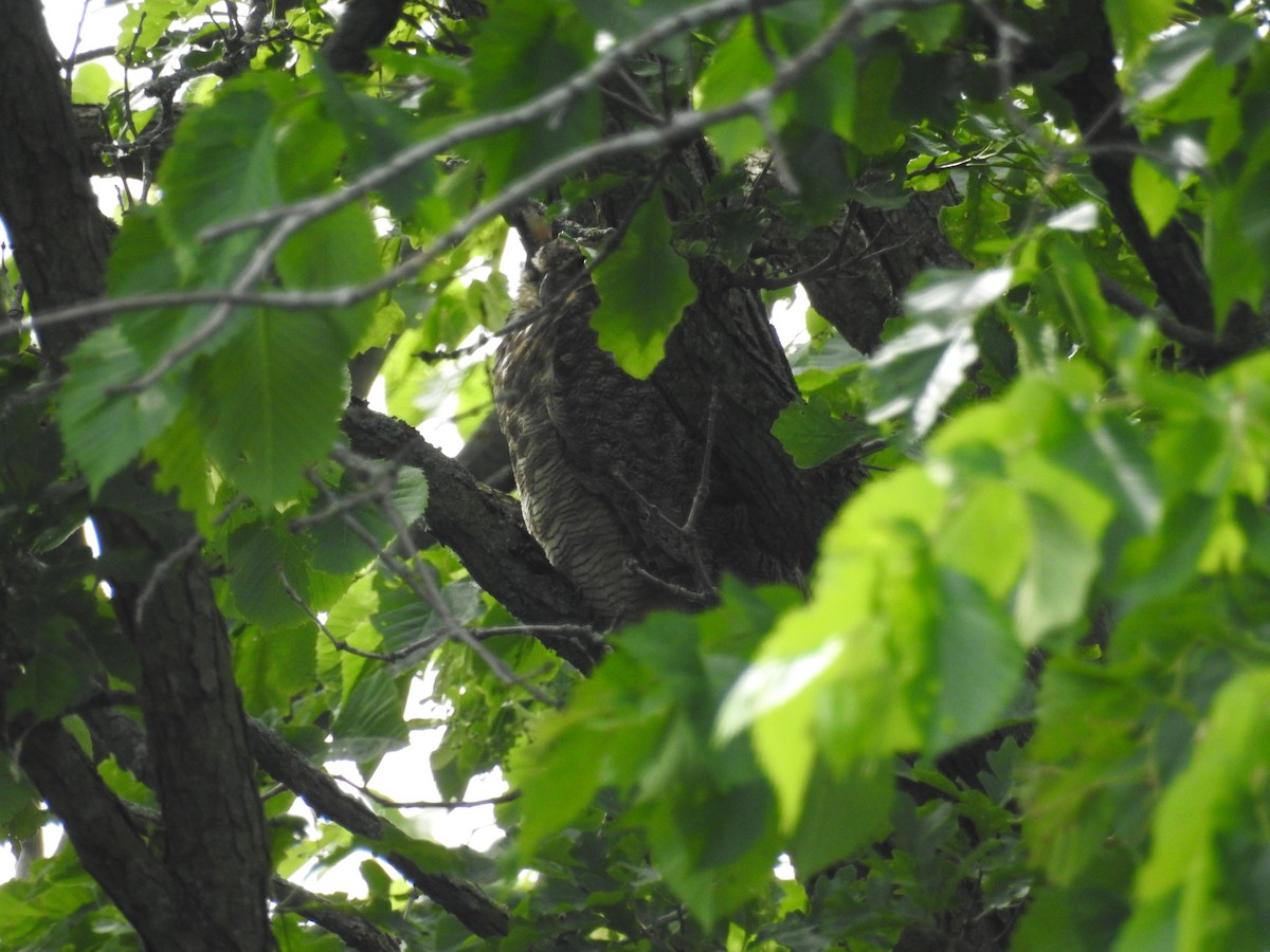 Great Horned Owl - Tristan Jobin