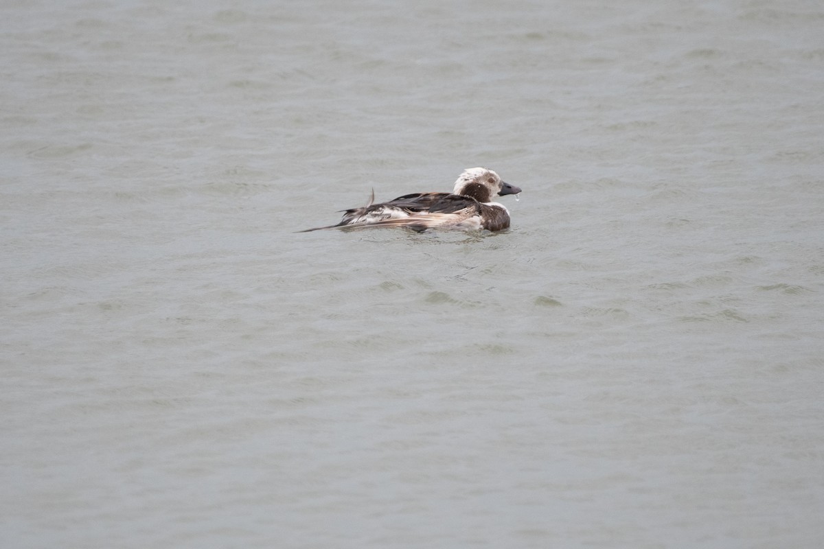 Long-tailed Duck - ML165181411