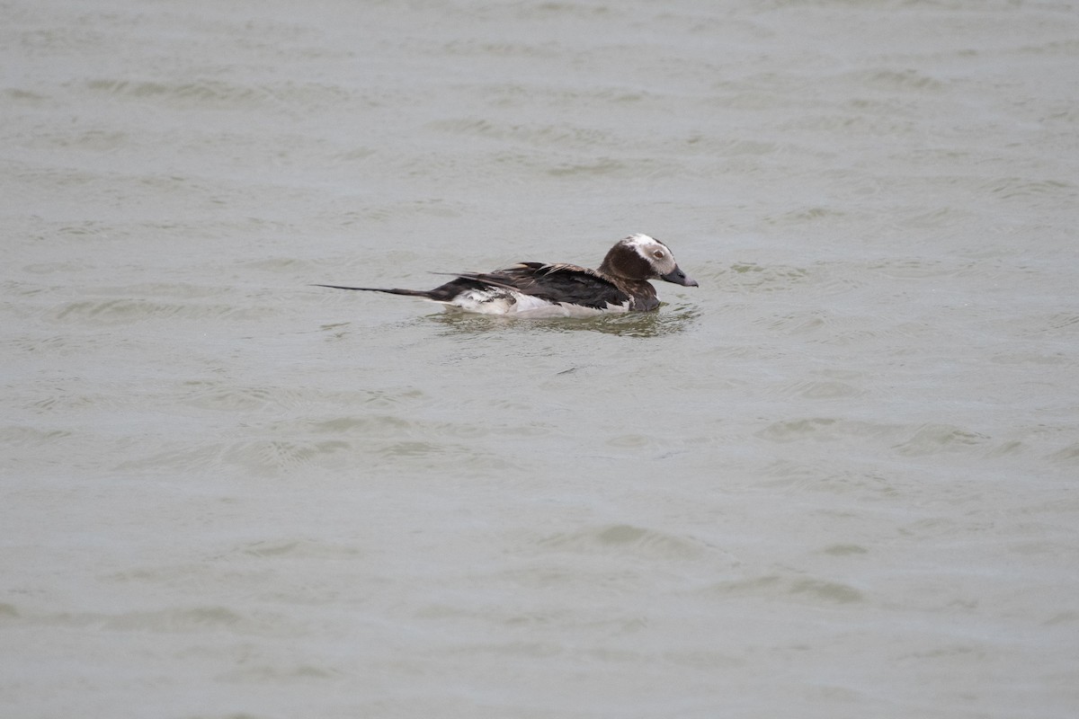 Long-tailed Duck - ML165181421