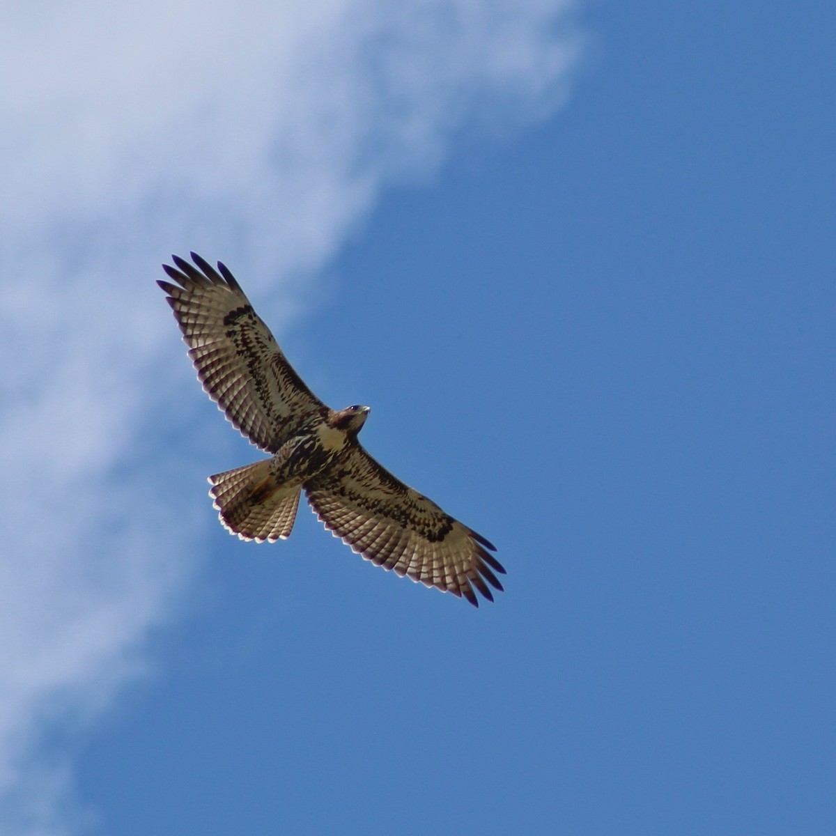 Red-tailed Hawk (umbrinus) - ML165183741