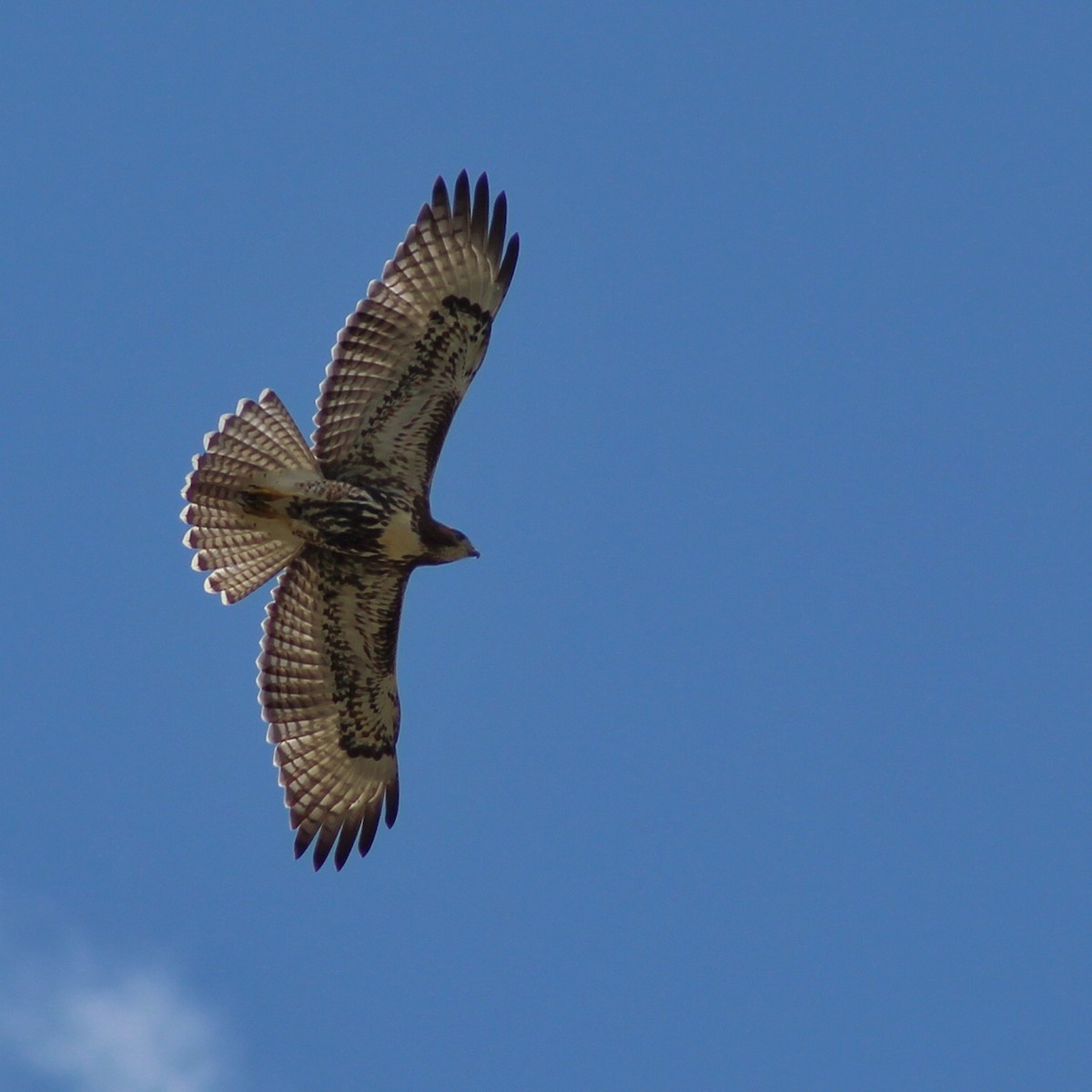 Red-tailed Hawk (umbrinus) - Angel & Mariel Abreu