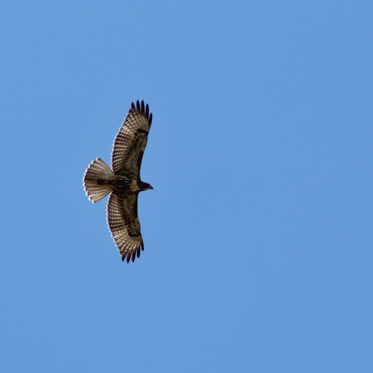 Red-tailed Hawk (umbrinus) - ML165183771