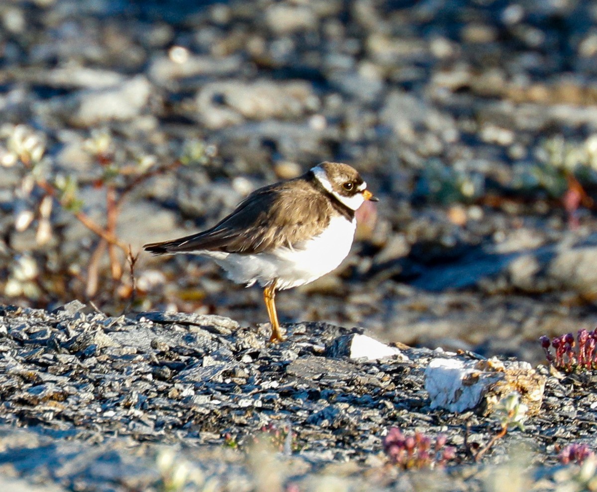 Semipalmated Plover - ML165187571
