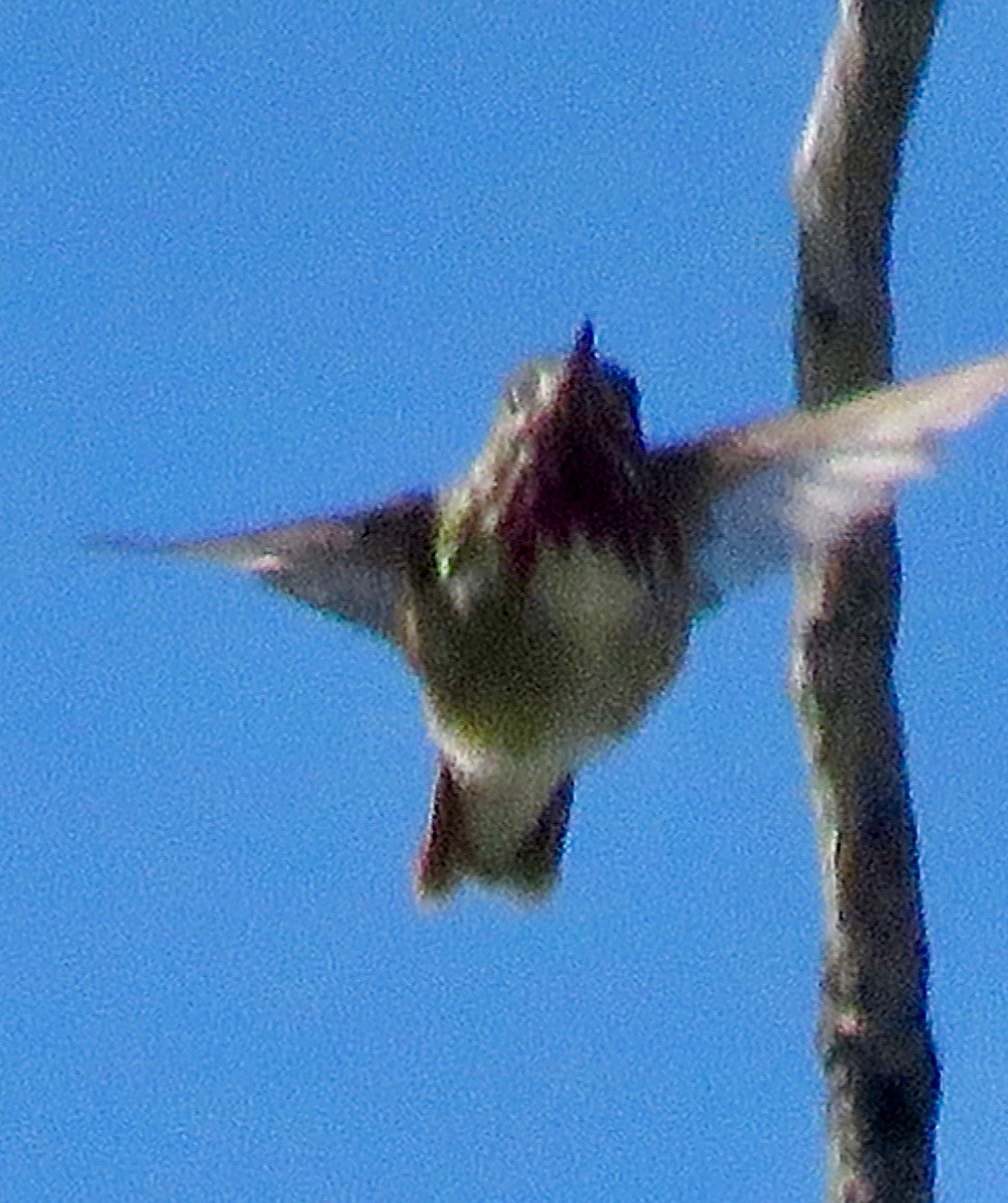 Calliope Hummingbird - Don Glasco
