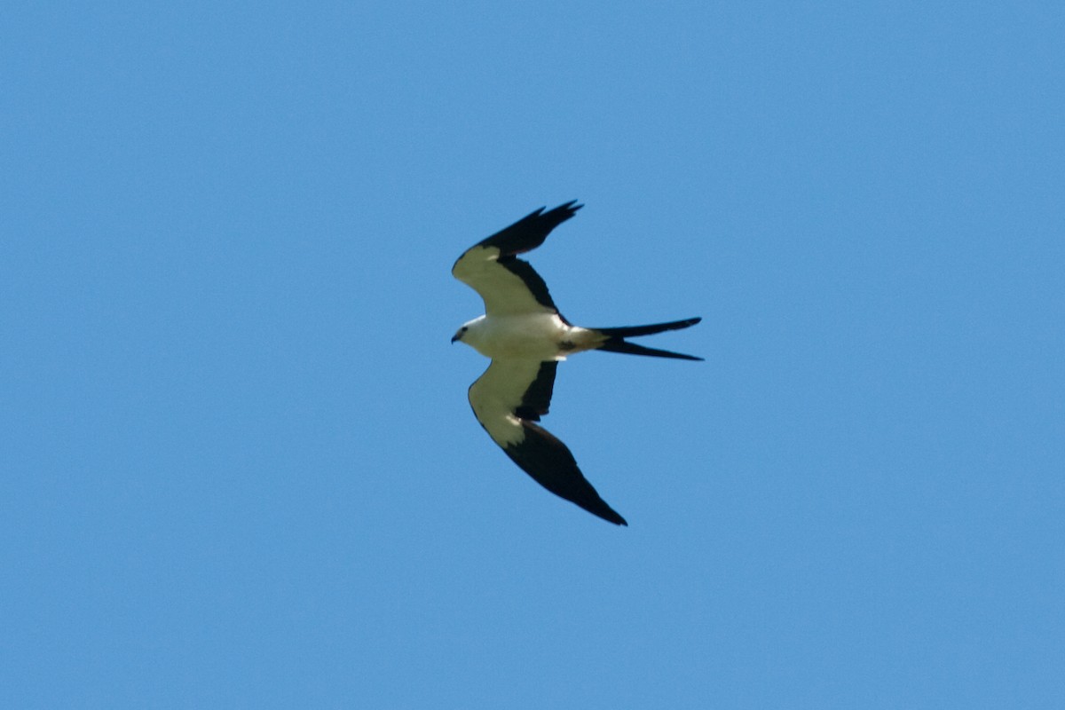 Swallow-tailed Kite - Marbry Hopkins