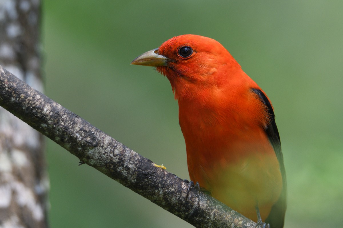 Scarlet Tanager - ML165194931