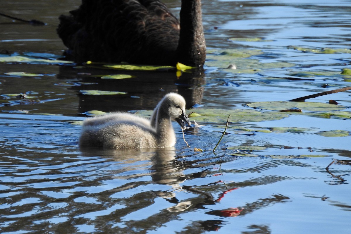 Black Swan - ML165197261