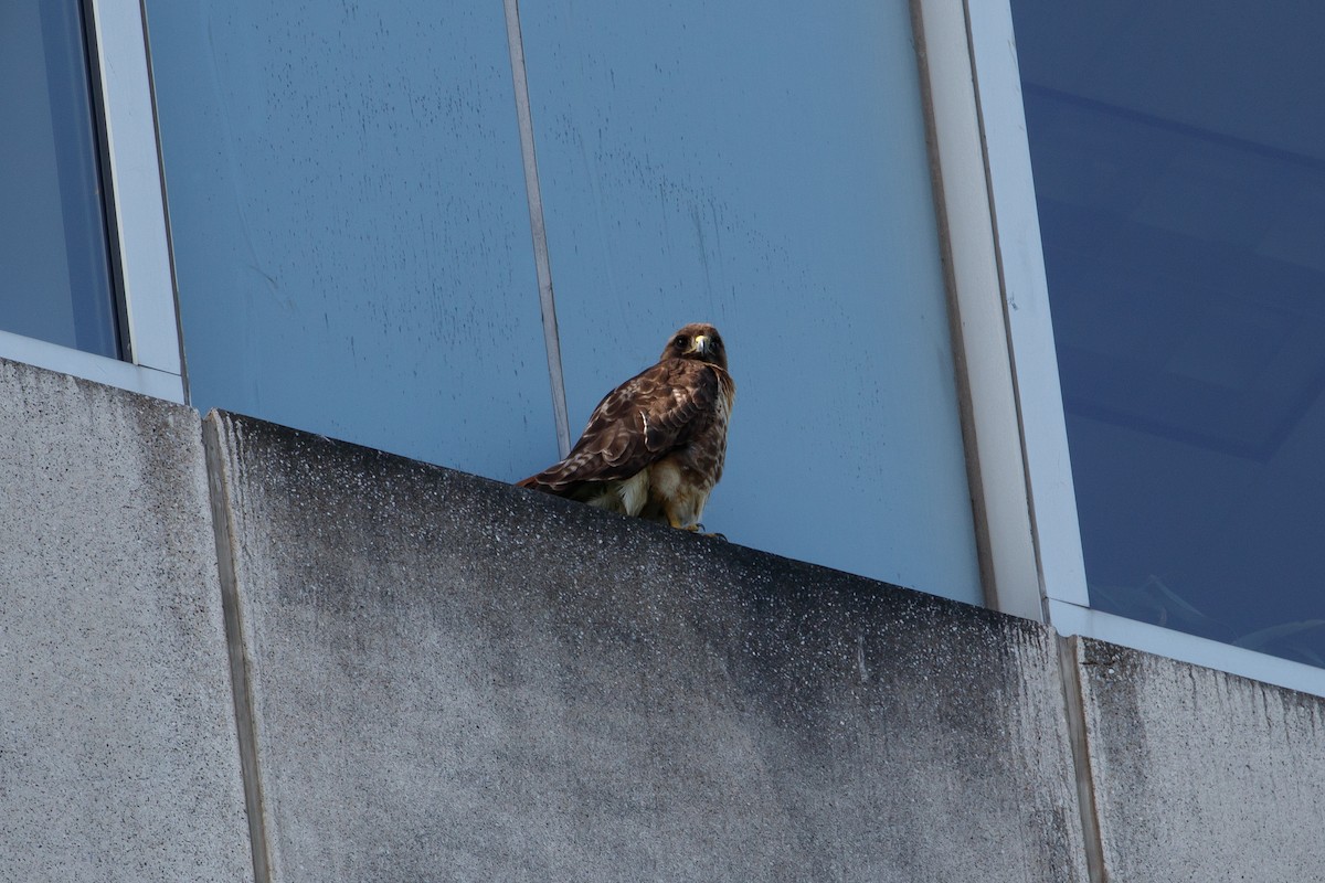 Red-tailed Hawk - ML165200191