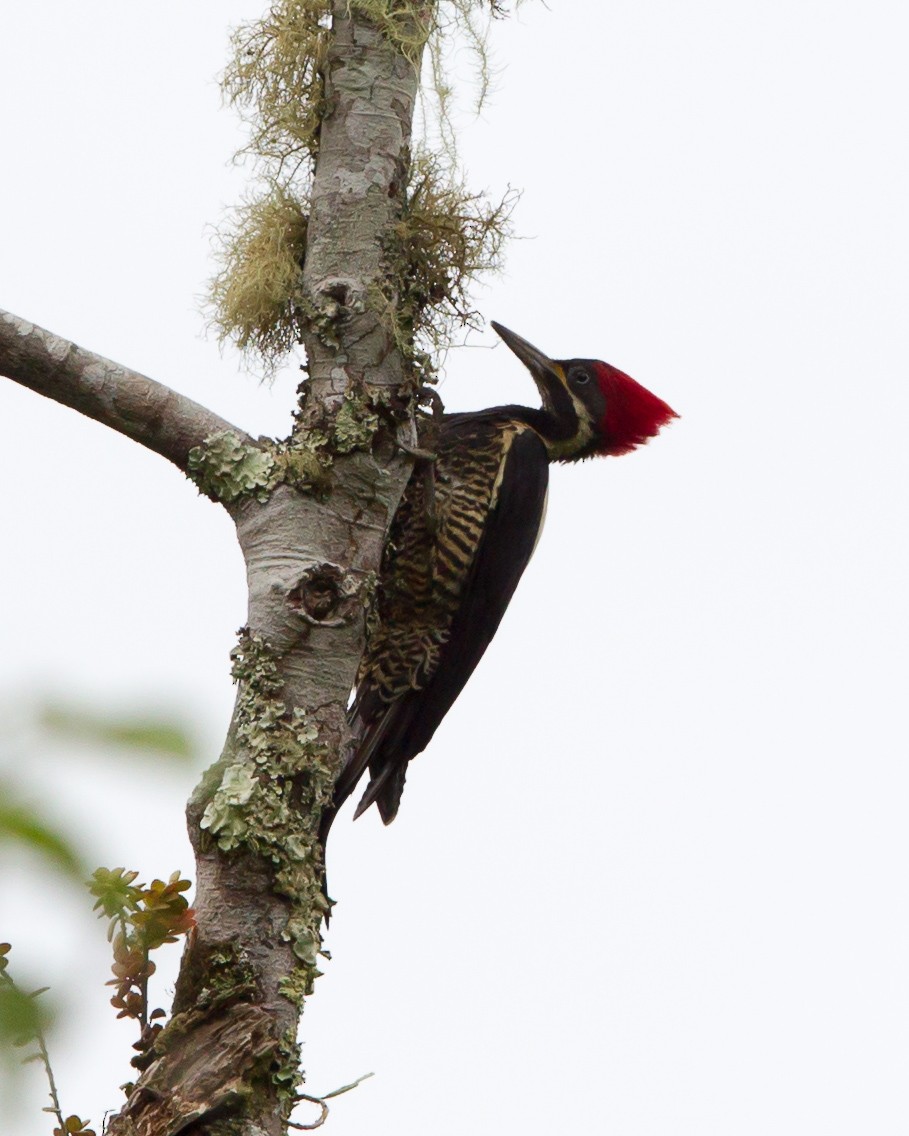 Lineated Woodpecker - Kevin Berkoff