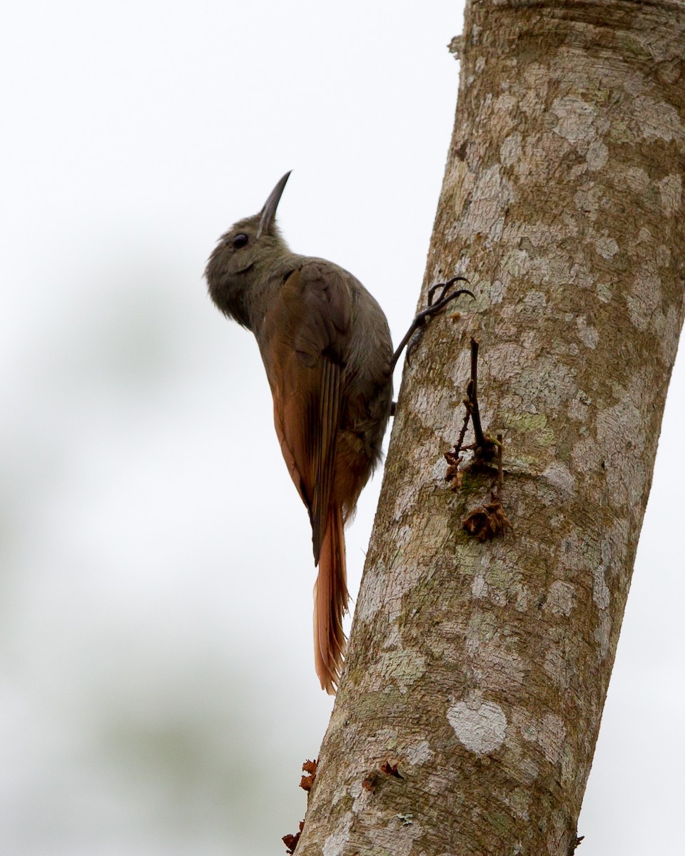 Olivaceous Woodcreeper - Kevin Berkoff