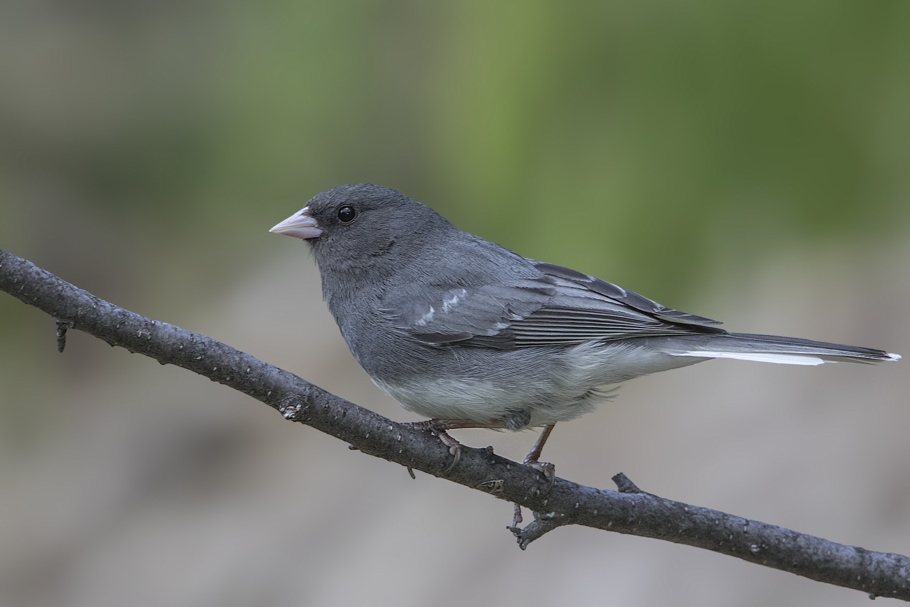 ユキヒメドリ Aikeni Ebird