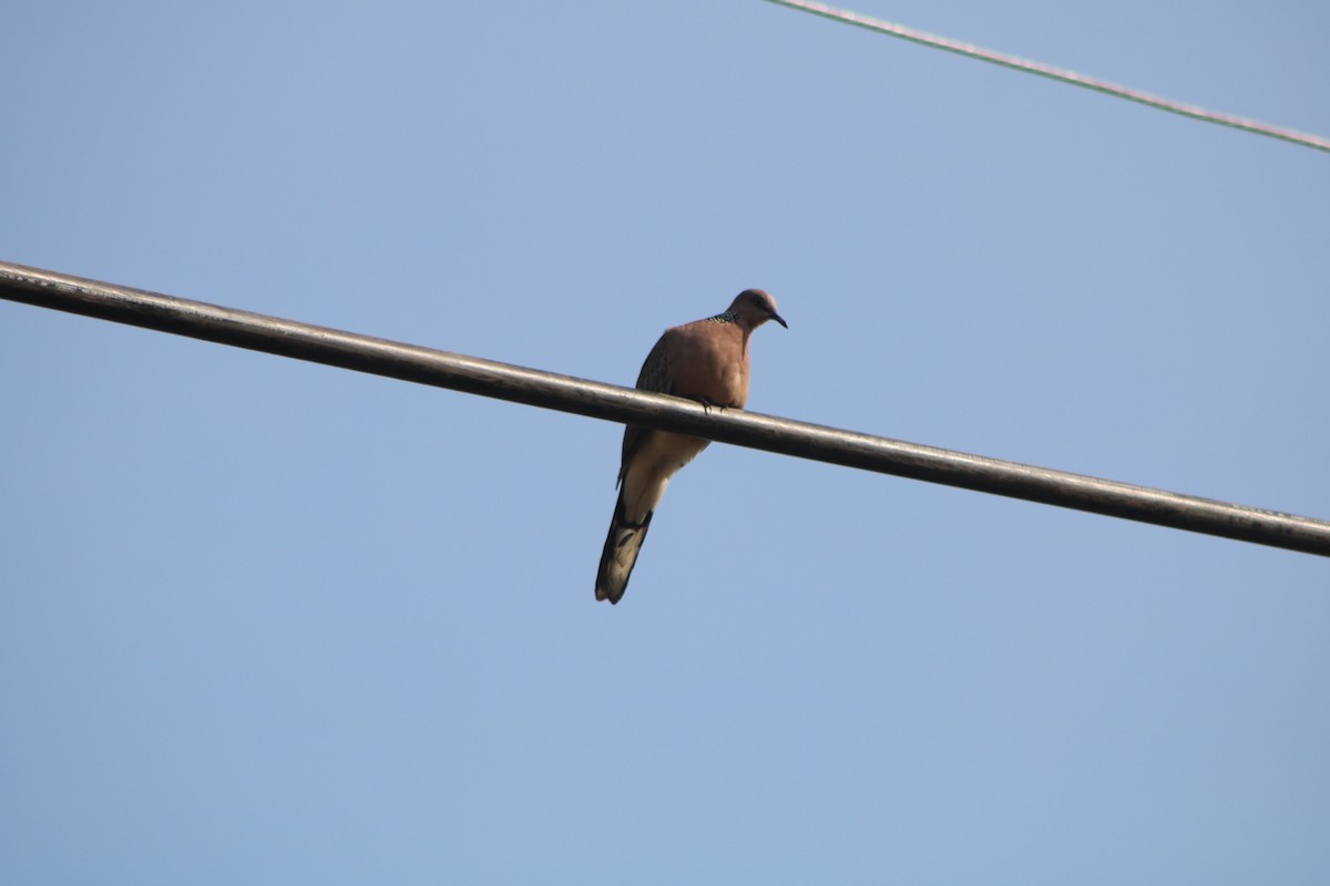 Spotted Dove - ML165208481