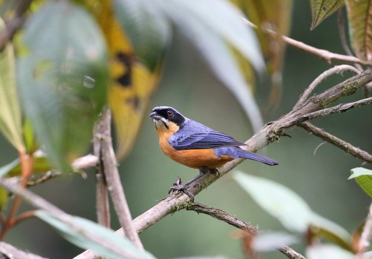 Chestnut-bellied Mountain Tanager - ML165210471