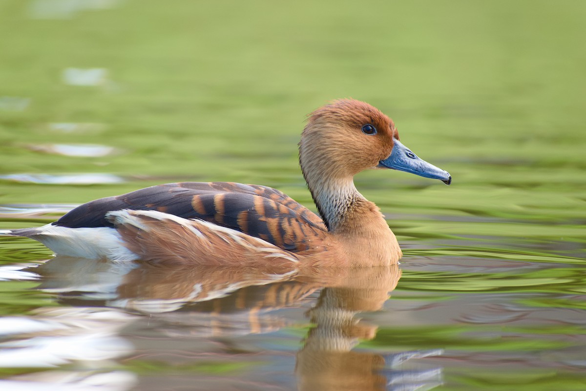 Fulvous Whistling-Duck - ML165211291