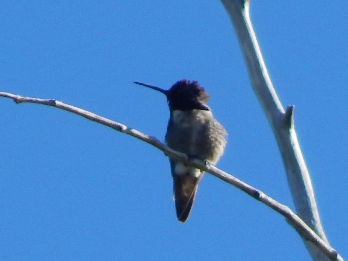 Costa's Hummingbird - Alan de Queiroz